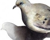 Mourning Dove- bird watercolor-Archival print -watercolor painting print - amberalexander