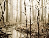Nature photography . woodland tree photograph . cottage art . vintage inspired print . ready to frame . rustic . Flow With Life