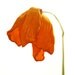 Fall Orange Poppy Flower Photograph Flower Print... Photography Prints Nature Photography Woodland Scene Flower Botany Print
