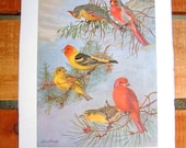 Vintage Grey Cardinal and Tanager Bird Print from National Geographic Ornithology Scientific Plate
