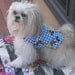 Custom HARNESS VEST -choose Dog Prints - Snoopy and More - 2 to 15 lb dogs- made to order