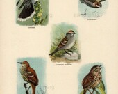 1896 Chart  Interesting Victorian Birds of Night and Day