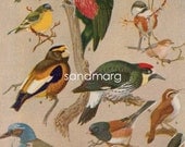 Vintage 1920s Color Lithograph More Interesting Western Birds  Allan Brooks Illustrator