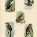 1896 Chart  Interesting Victorian Birds of Night and Day