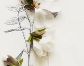 Magnolia and Flower illustration No. 6692