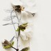 Magnolia and Flower illustration No. 6692