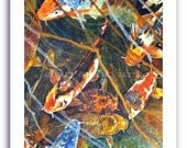 Koi Fish Art Print "Koi Fish Blues" On Fine Art Paper 11x14" Signed and Numbered