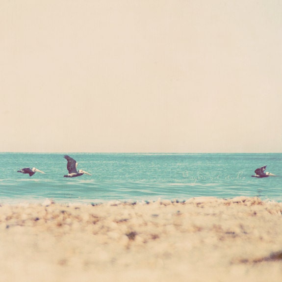 beach photograph, three, pelicans California trio summer vacation aqua blue tan seaside baby nursery, photography 5x5