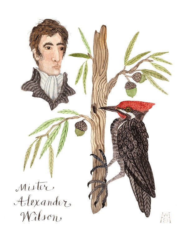 Mister Alexander Wilson portrait bird art original watercolor painting