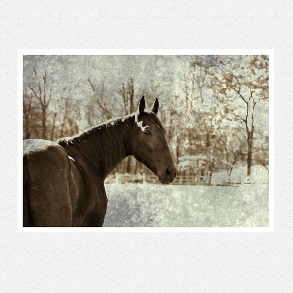 BOGO SALE, Horse Photography, winter, gray, black and white, snow, Hoof Beats, equine fine art photography print 8x12