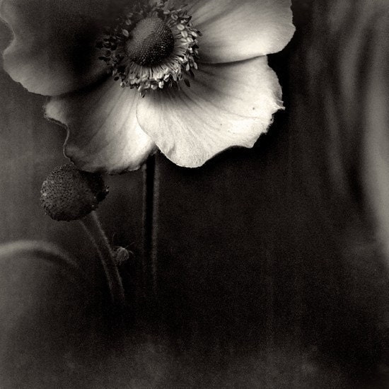 Black and white photography. "Anemone...". Fine art photography print. 8x8 (20x 20cm)