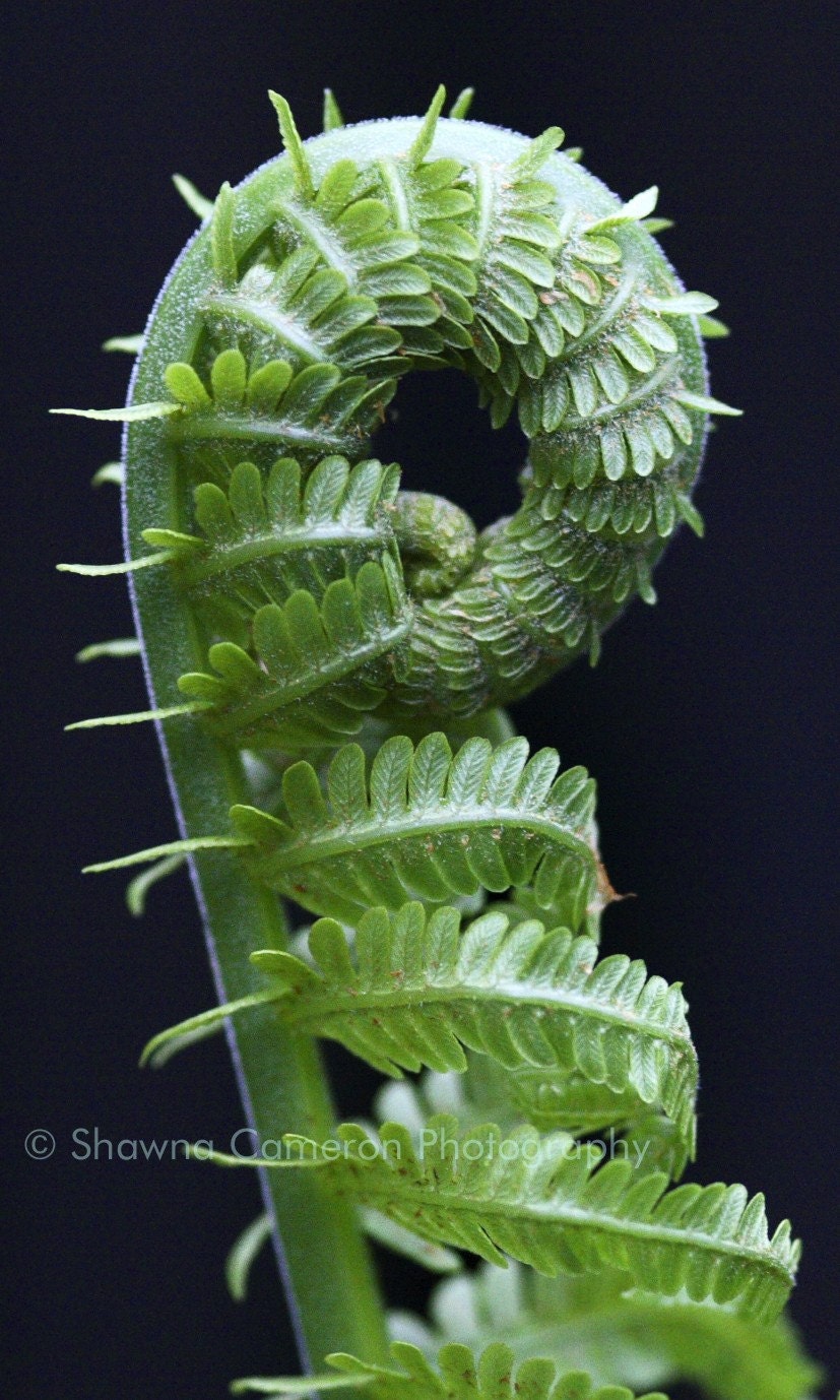 Green fern art - Fiddle-dee-dee - 8x12 fine art print - a springtime gift for the photography or fine art lover