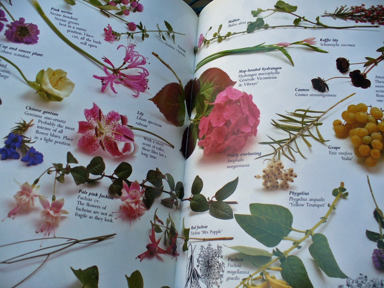 The Book of Fresh Flowers