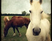 Dans les Yeux - 8x8 Fine Art Print - Animals Photography - Etsy Wall Art - TFTeam