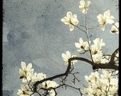 Un Peu du Printemps 02 - 8x8 Fine Art Print - Nature Photography - For Tree Lovers - Etsy Wall Art - TFTeam