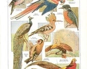 The Wonderful Color of Birds - Vintage Children's Book Illustration