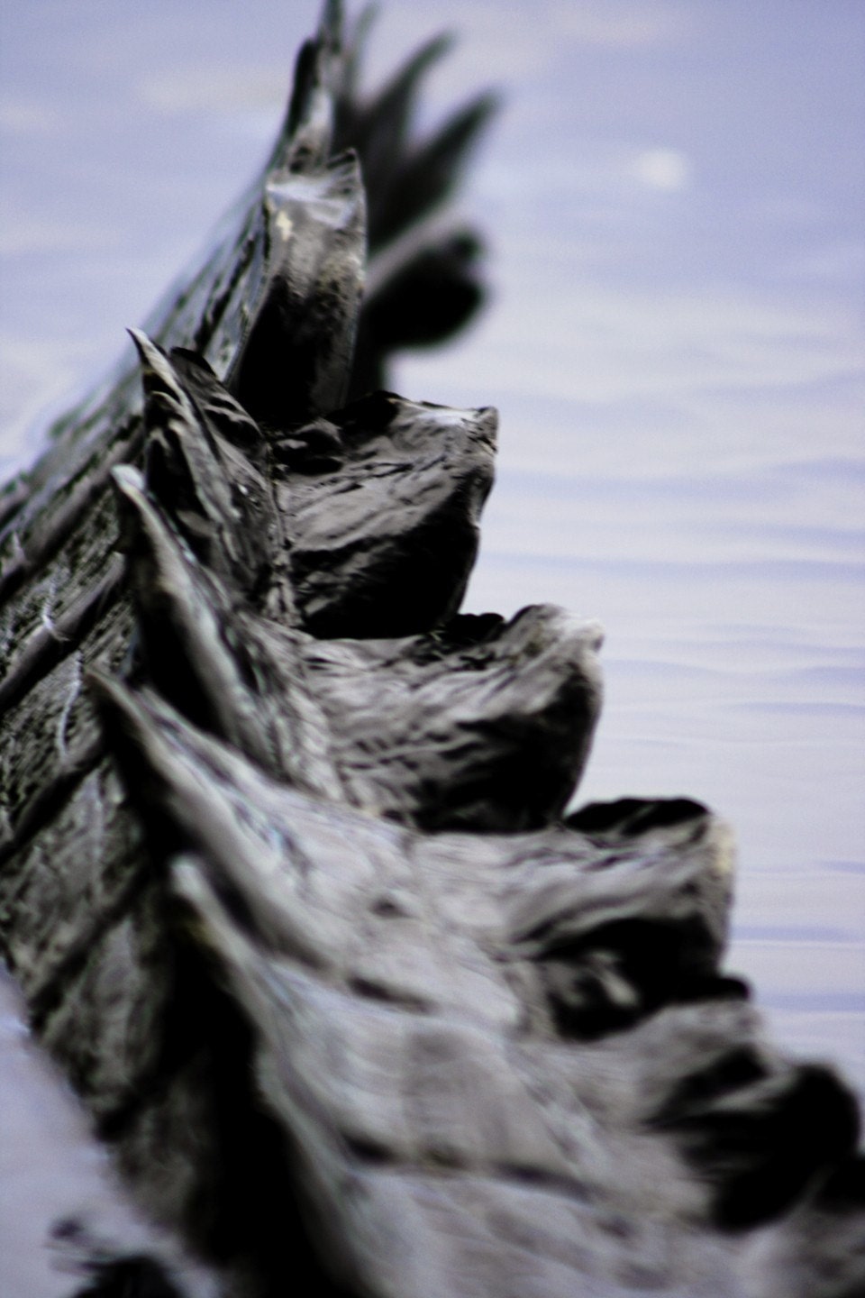 Photograph Up Close with an Alligator Tail - 8x12