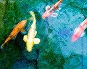Photograph Autumn colored Koi in the Turquoise Pond  - 8x12