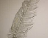 Cockatoo feather -- original pencil drawing