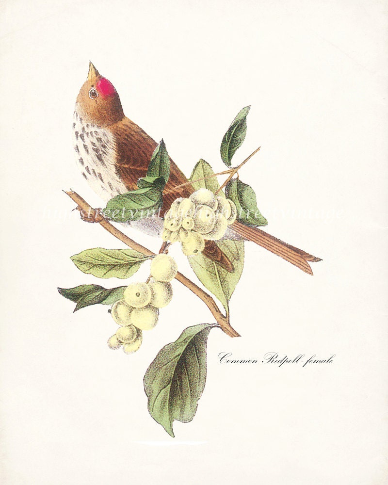 Birds of America Vintage Natural History Shabby Chic Wall Decor Print - Common Redpoll  Illustration 8x10