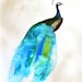 30% Off SALE - Watercolor Painting - Peacock Painting - Peacock II - Limited Edition - Print 123/200 - 11x14 Giclee Print