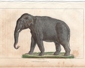 1831 elephant original antique asian animal engraving