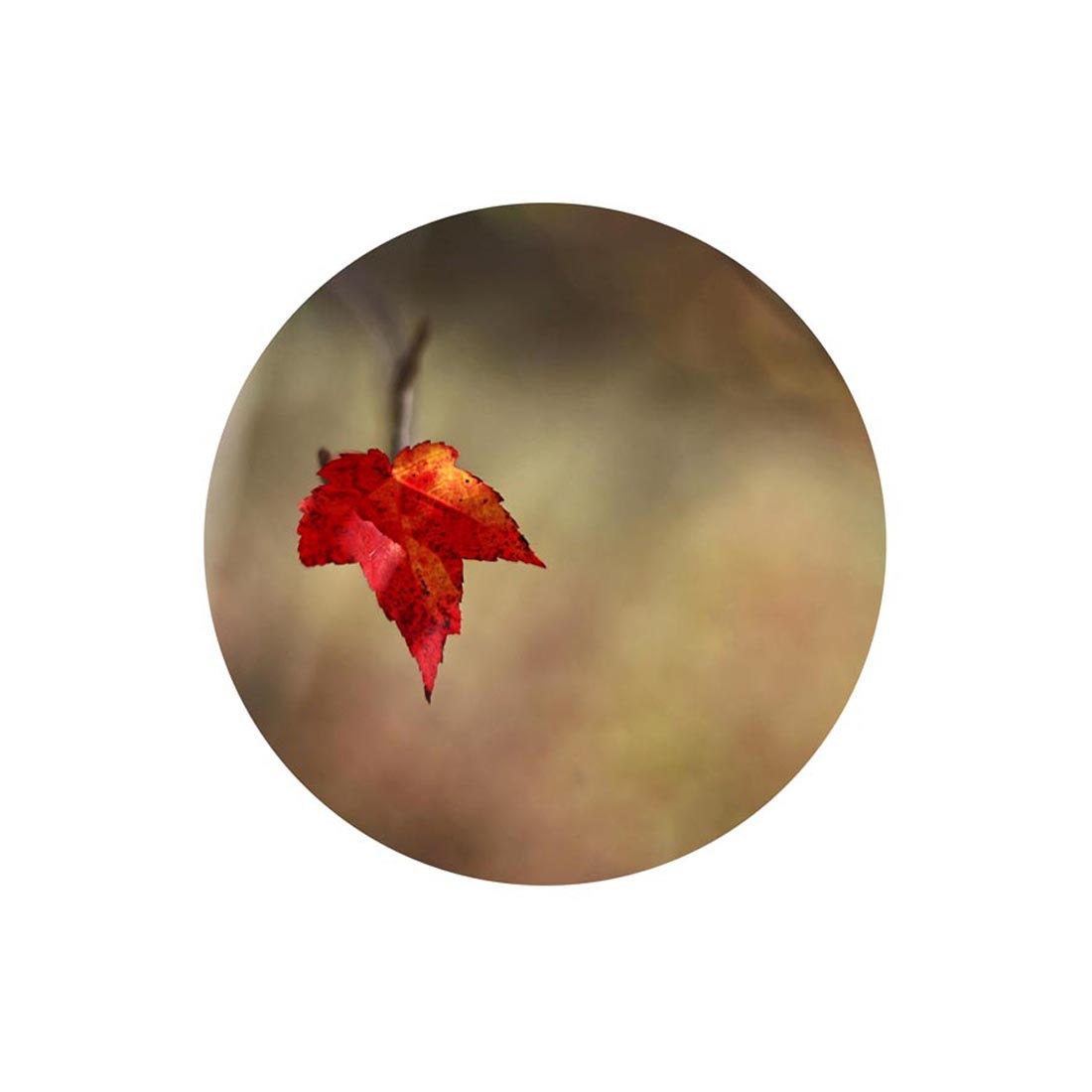 Autumn photography  - minimalist geometric decor  - Fathers Day - 8x10 photos - red - olive green - brown
