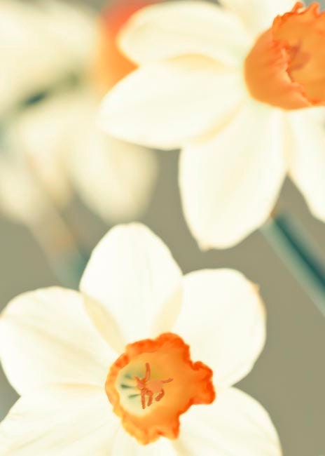 Daffodils, buttercream yellow spring flower photography - orange - green - fresh home decor -floral garden 5x7 - Raceytay