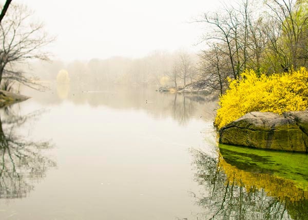 Central Park in Fog in Spring, gray and lemon yellow wall decor, Minimalist photography, 5x7 NY photography