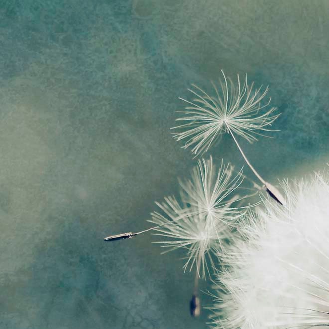 Dandelion photography, Nursery decor for a babys room, modern, teal blue nursery art, 5x5