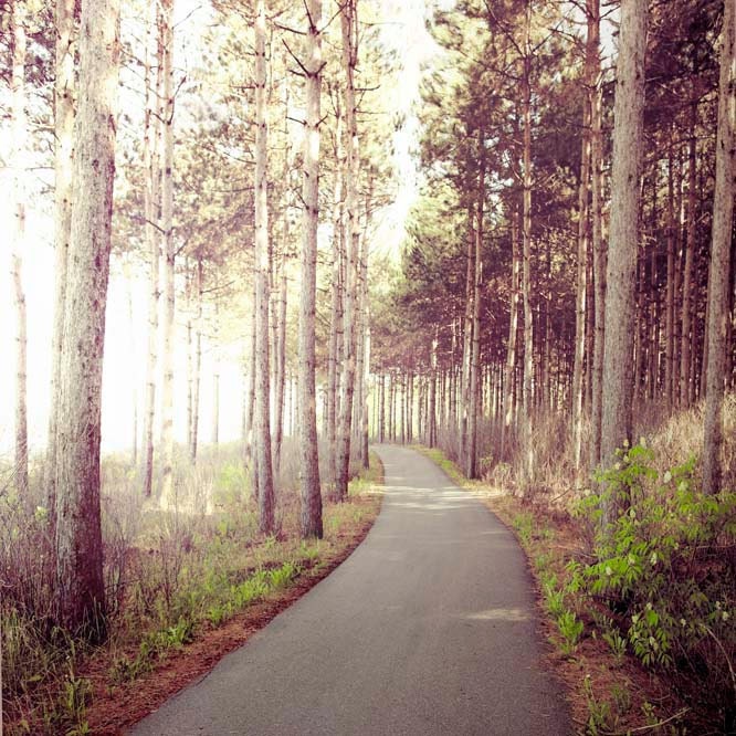 Rustic Spring Nature photography, trail, pine forest, fog, Fathers Day, fairy tale, beige, olive green, men, brown decor