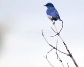 BlueBird out on a Limb - photograph 8x10