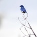 BlueBird out on a Limb - photograph 8x10
