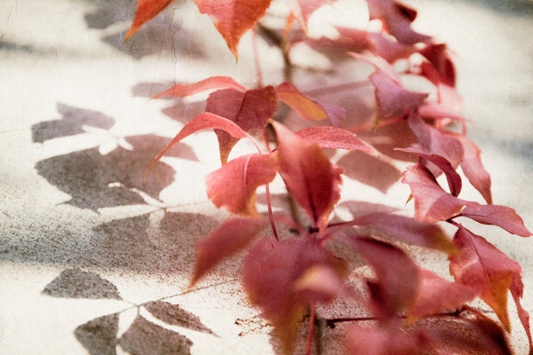 amaranth leaves photography, 12x18 nature photography, twigg, leaves, autumn, fall, warm, red, burgundy, pink, gray