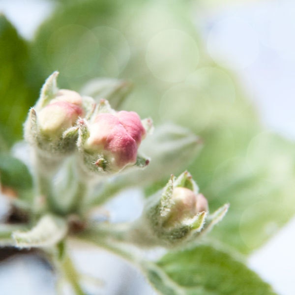 apple tree blossom photography, 12x12 print, nature photography, spring flower art, pink, green, blue, pastel, nature wall decor