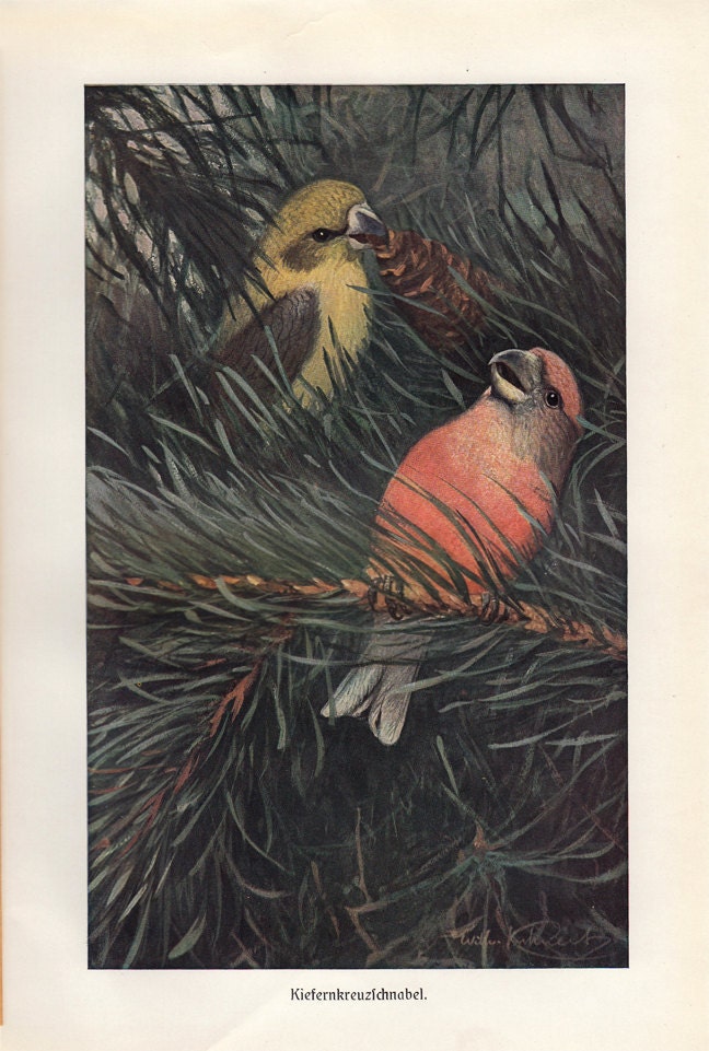 1900  Antique BIRD print, CROSSBILL BIRDS