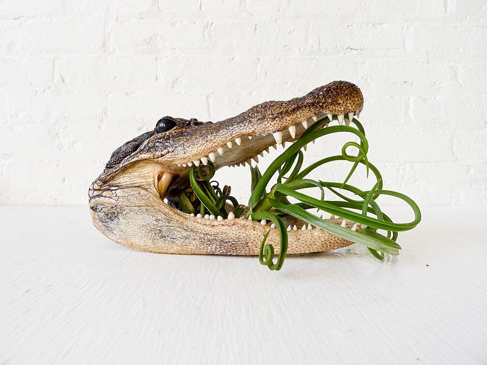 Real Alligator Air Plant Munchie Head