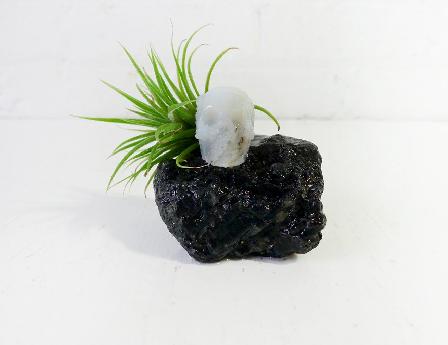 Crystal Agate Skull on Tektite Rock w/ Air Plant Garden