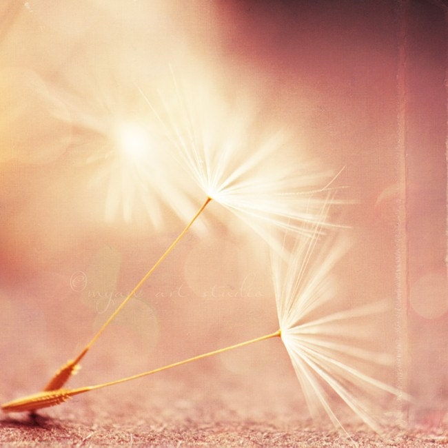 photography, dandelion seeds photograph, my wish for you, nature photo magic wand, peach pink apricot golden champagne coral baby room 8x8