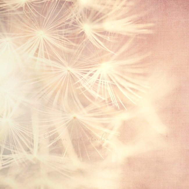 dandelion photograph, baby girl decor, nature photography, pink ice ethereal romantic dreamy spring botanical silvery white lavender pastels