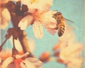 nursery decor, nature photography, bumblebee, cherry blossom tree photograph blue pastel peach pink red orange spring, kids room - sixthandmain