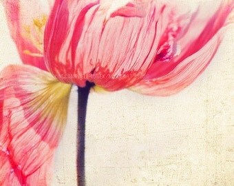 pink flower photograph, poppy photo, nursery art silky petals, Isis, spring garden lovers, mythology, botanical, nature photography