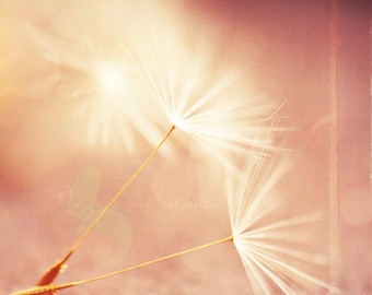 photography, dandelion seeds photograph, my wish for you, nature photo magic wand, peach pink apricot golden champagne coral baby room 8x8