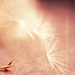 photography, dandelion seeds photograph, my wish for you, nature photo magic wand, peach pink apricot golden champagne coral baby room 8x8