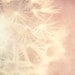 dandelion photograph, baby girl decor, nature photography, pink ice ethereal romantic dreamy spring botanical silvery white lavender pastels