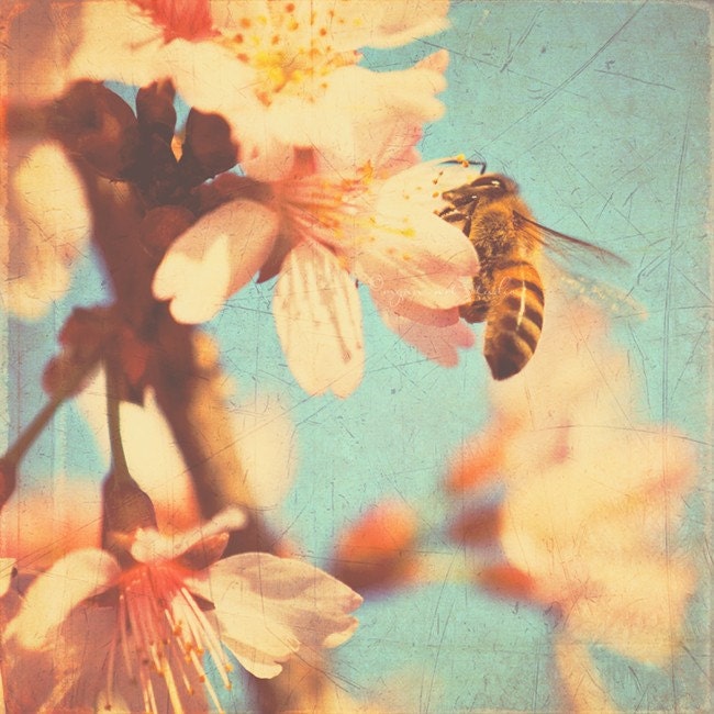 nursery decor, nature photography, bumblebee, cherry blossom tree photograph blue pastel peach pink red orange spring, kids room
