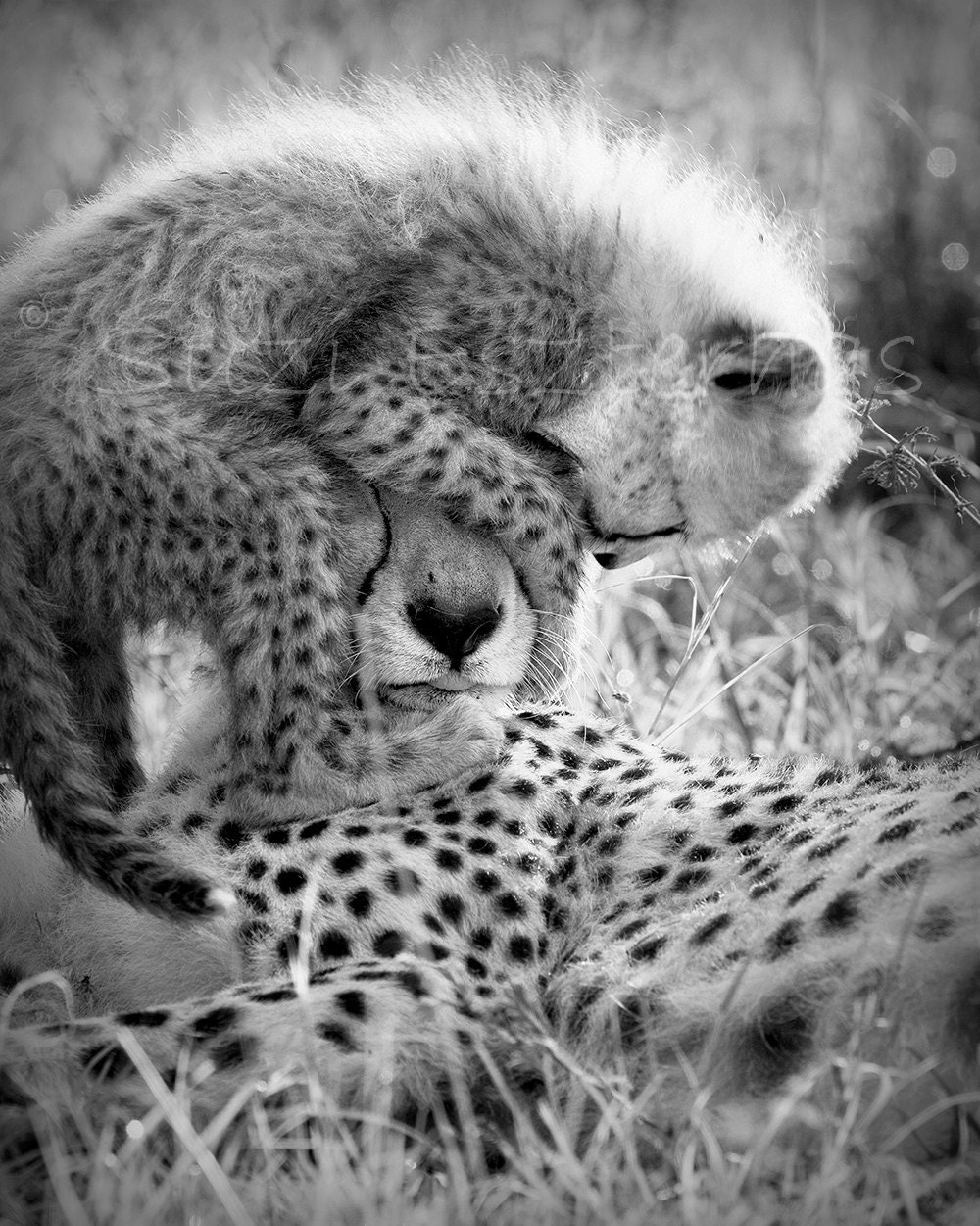 Nursery Art Prints, Safari Baby Animals, Set of 4 Black & White Photos, 8x10, Elephant, Lion, Cheetah, Giraffe, Kids Room Decor, Wall Art
