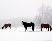 Three Horses on a Snowy Winter Day Fine Art Photograph of the Blue Ridge Mountains