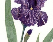 flower painting- Batik Iris - 5x7 watercolor print