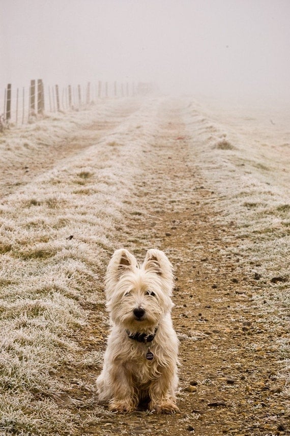 I am Crumpet 1 - Westie - West Highland terrier - Dog Photography - Wall Décor - 7x5 Print
